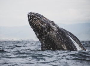 De enero a abril escápate al avistamiento de la ballena gris en México