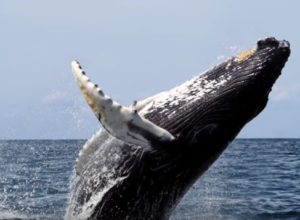 Ya hay avistamiento de ballenas jorobadas en Ixtapa