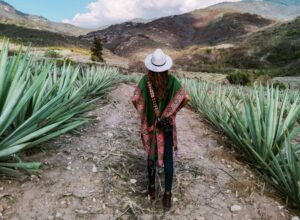 Ruta del Mezcal en Oaxaca: Un viaje que cautivará tu garganta